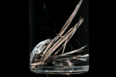 Sample of the element Strontium in the Periodic Table